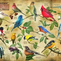 Cobble Hill Puzzel Popular Backyard Wild Birds - 1000 Stukjes