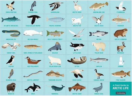 Zoek & Vind Puzzel Artic Life – 64st | Mudpuppy 5 Zoek & Vind Puzzel Artic Life – 64st | Mudpuppy - Afbeelding 3