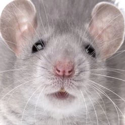 Curiosi Q-puzzel (extra Moeilijk) - Muis (49 Stukjes)