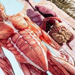 Pikkii Menselijke Anatomie Puzzel (303 Stukjes) -Puzzels Verkoopwinkel 550x550 129