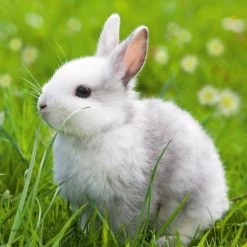 Ravensburger Puzzel Schattige Konijntjes - Drie Puzzels - 49 Stukjes - Kinderpuzzel -Puzzels Verkoopwinkel 550x550 76