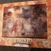 HIGH5 3D Puzzel - Katten / Cats- 31x23 Cm / 100 Stukjes 2 HIGH5 3D Puzzel - Katten / Cats- 31x23 Cm / 100 Stukjes -Puzzels Verkoopwinkel 550x733 4