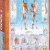 Eurographics Puzzel The Human Body - 1000 Stukjes -Puzzels Verkoopwinkel 550x759 2